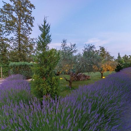 Villa Kate Istria Zminj ภายนอก รูปภาพ